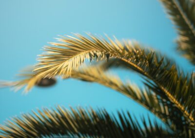Palm leaves sway against a clear blue sky.