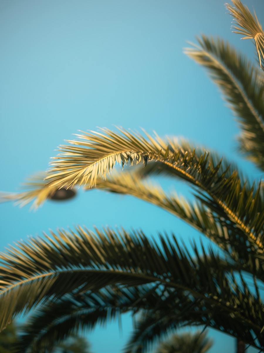 Palm leaves sway against a clear blue sky.